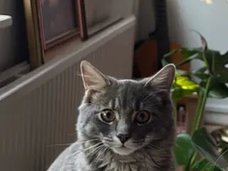 Siberian cats RESERVED Siberian forest kitten - 11 months old - Advert 13