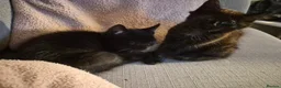 Mixed Breed cats for sale: Kittens for sale - Advert 3