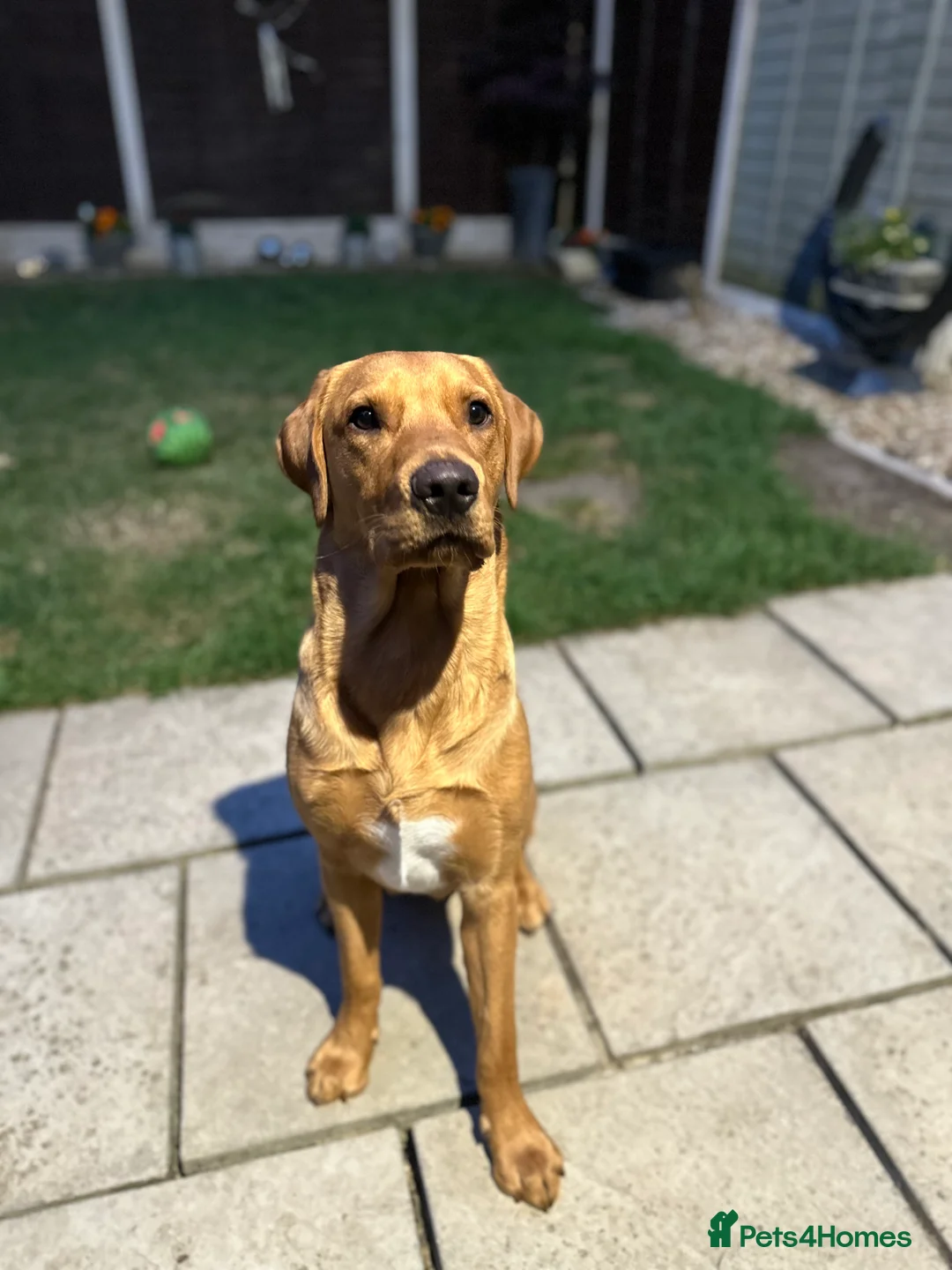 Labrador Retriever dogs for stud: 🐾 Stud Dog Available Soon – Enquiries Welcome 🐾 - Advert 4