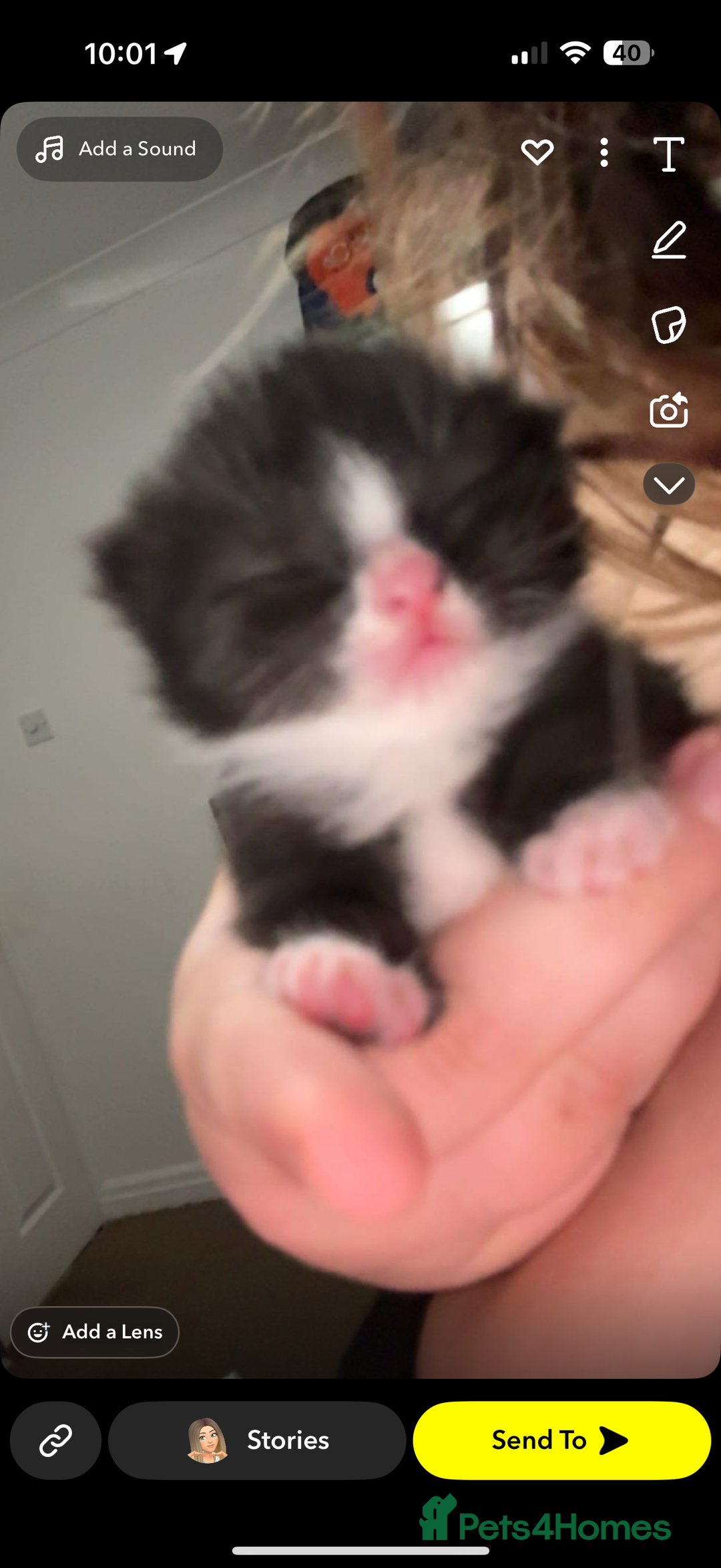 Mixed Breed cats for sale: Very social and friendly black and white kitten - Advert 2