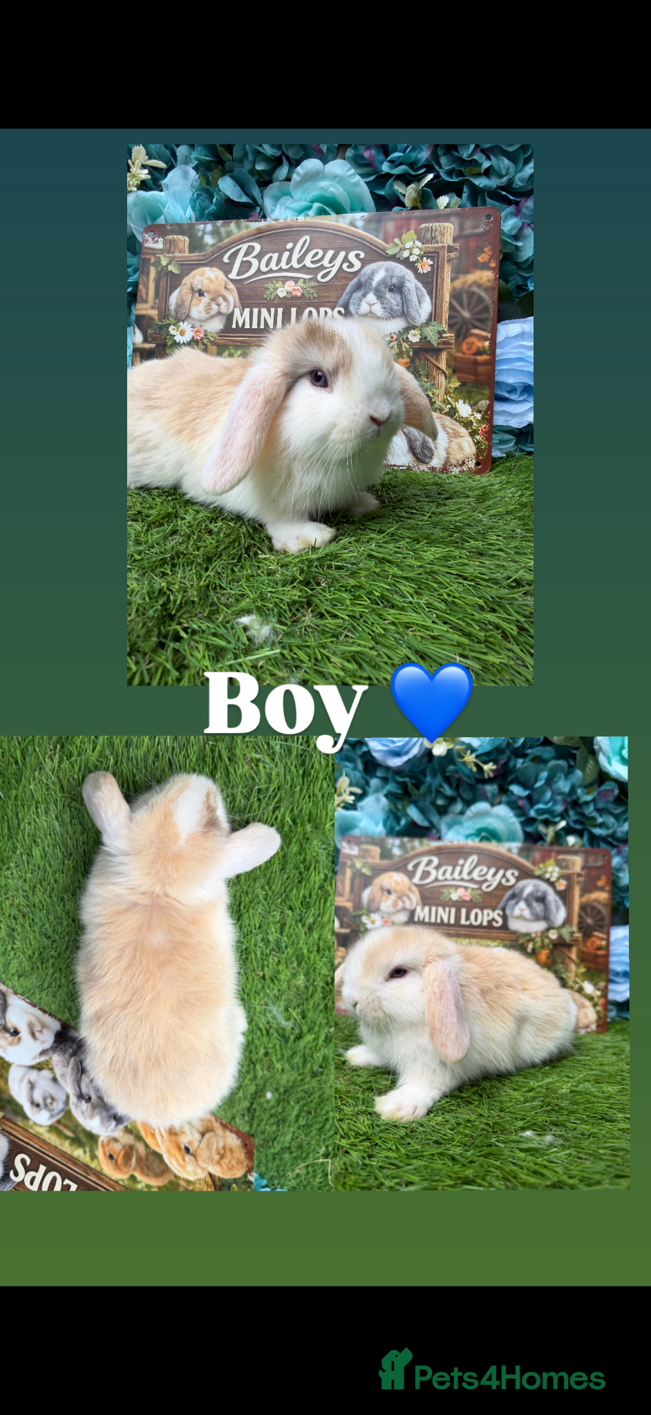 Mini Lop rabbits Male minilop  - Advert 17