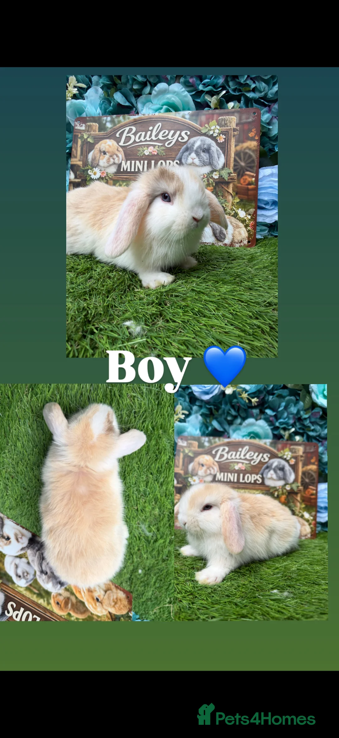 Mini Lop rabbits for sale: Minilops  - Advert 1