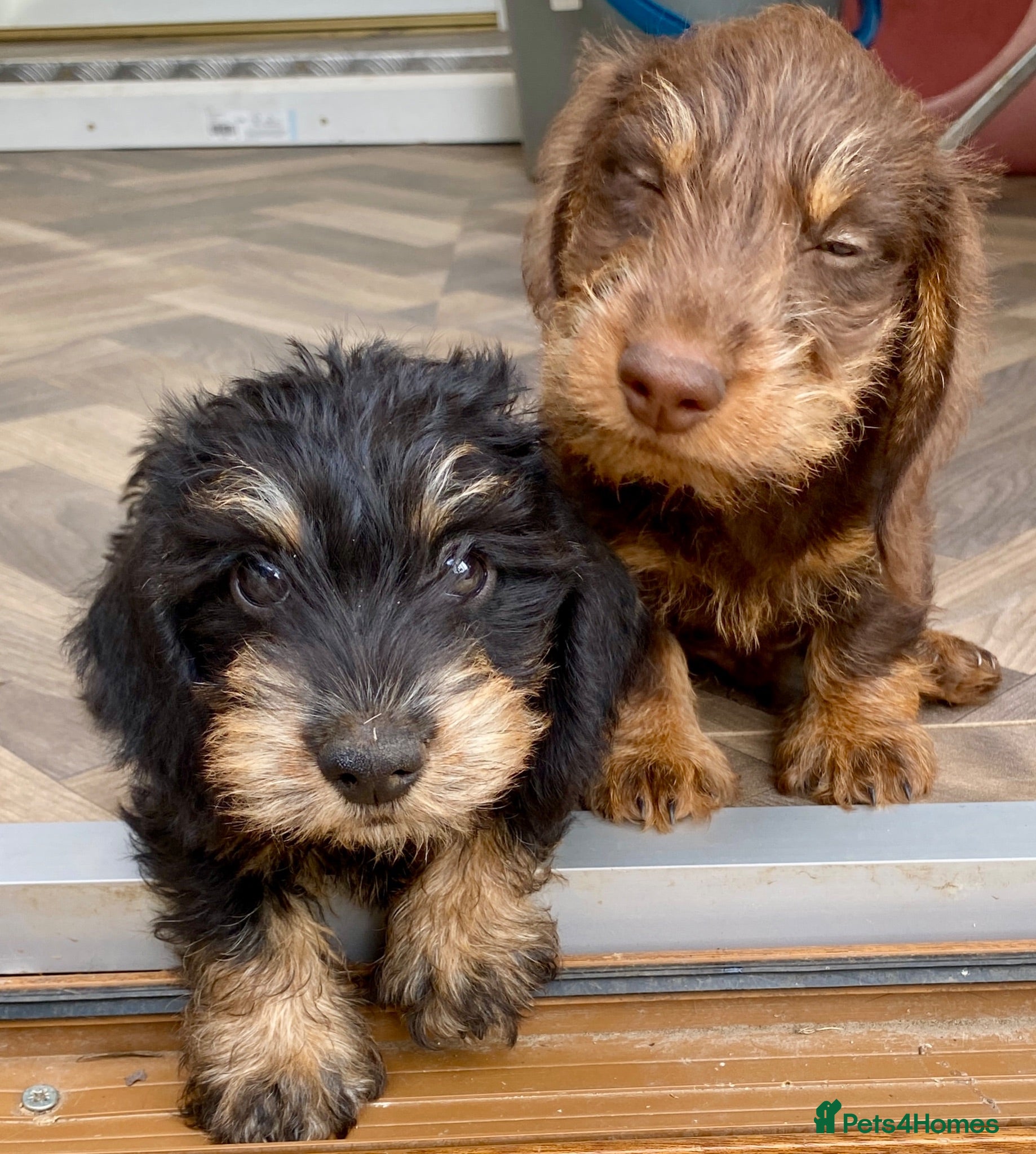 Miniature Dachshund dogs KC Mini wirehaired dachshund - Advert 1