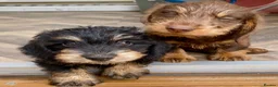 Miniature Dachshund dogs for sale: KC Mini wirehaired dachshund - Advert 1