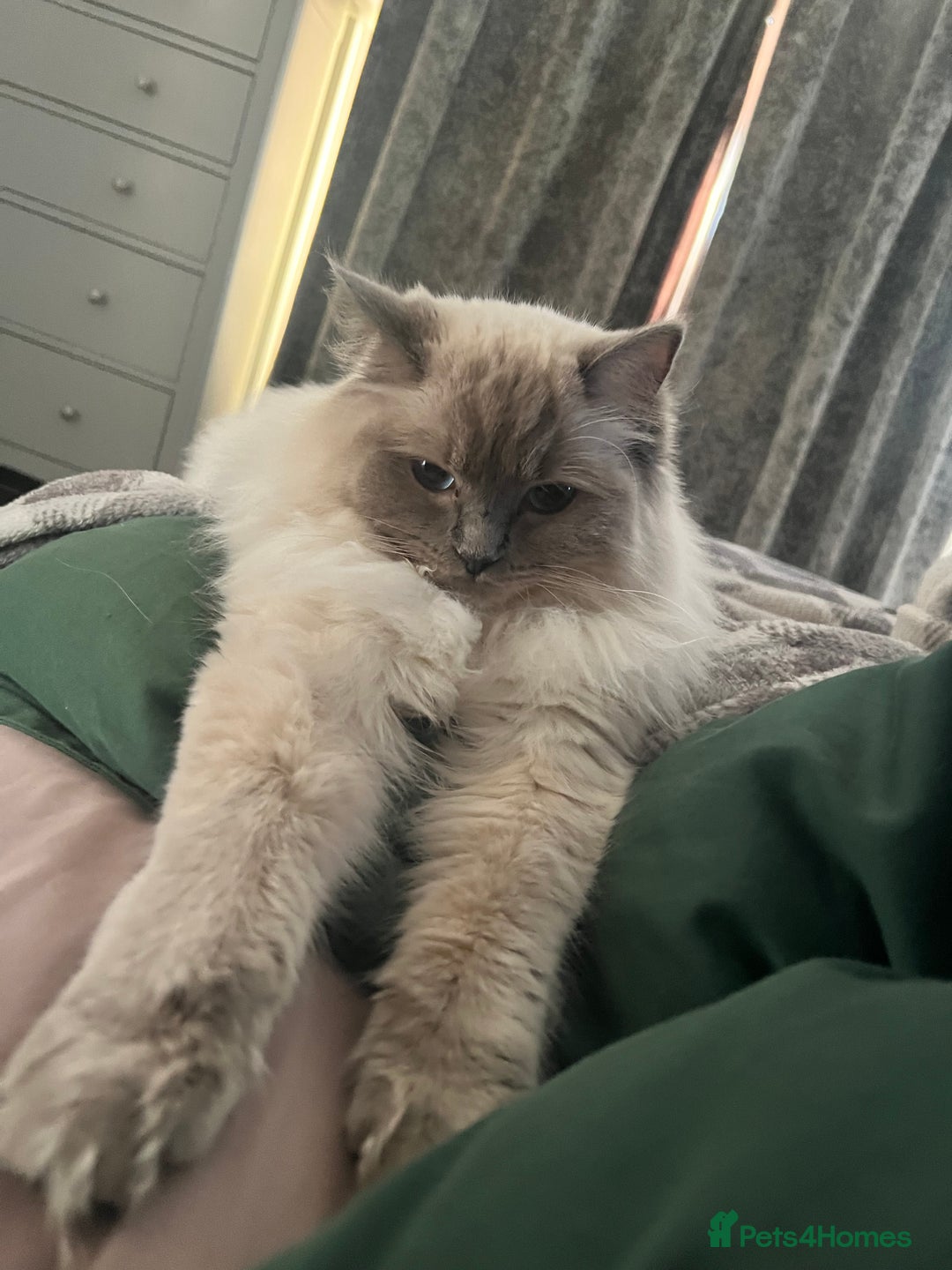 Ragdoll cats for sale: Looking for a 5 star home for my two ragdolls - Image 8