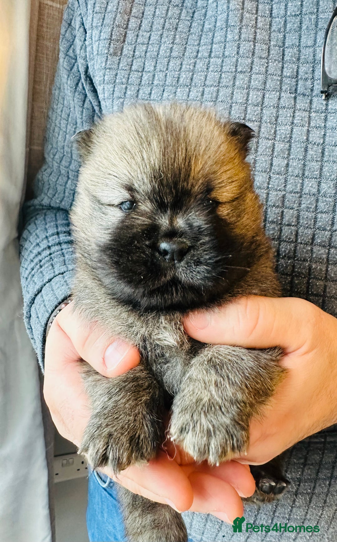 Chow Chow dogs for sale: Stunning KC registered Chow Chow puppies  - Advert 17