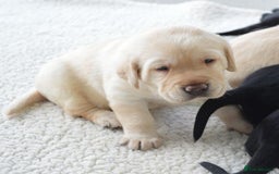Labrador Retriever dogs for sale: KC reg Lab pups - Image 4