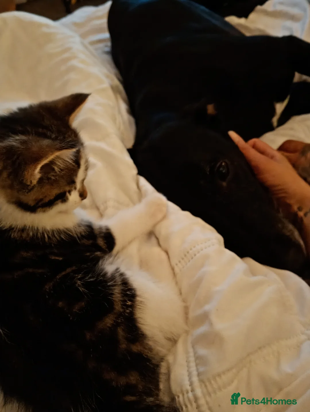 Domestic Shorthair cats for sale: Stunning litter of 4 - Advert 2