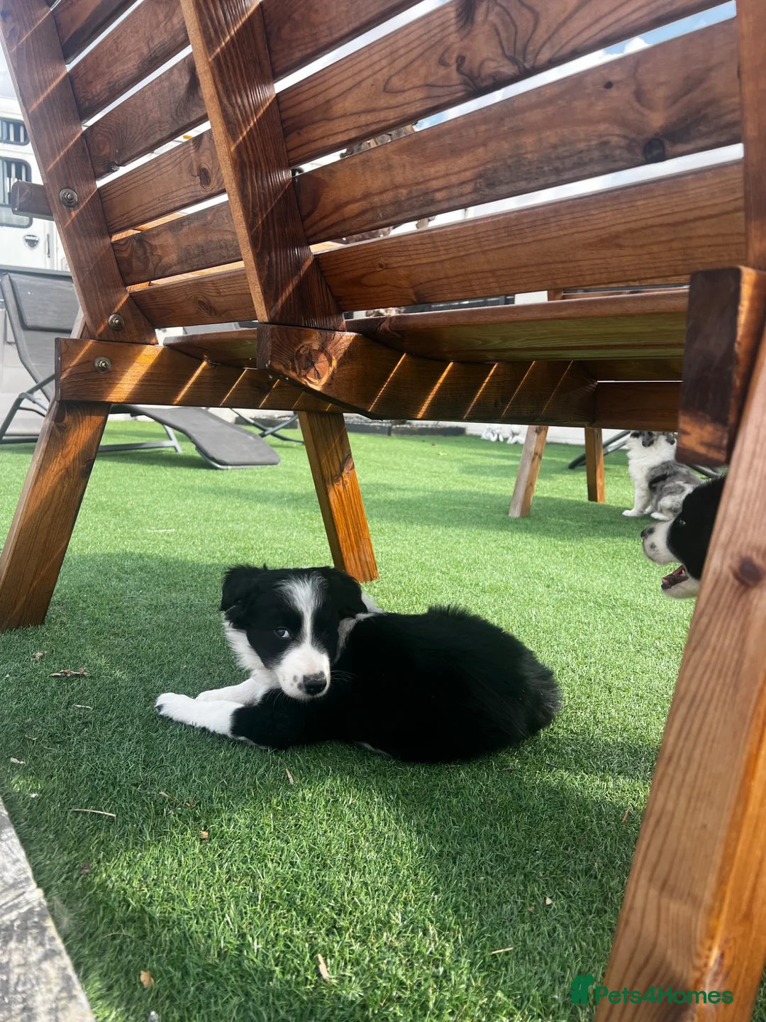 Border Collie dogs for sale: Beautiful border collie puppies  - Advert 6