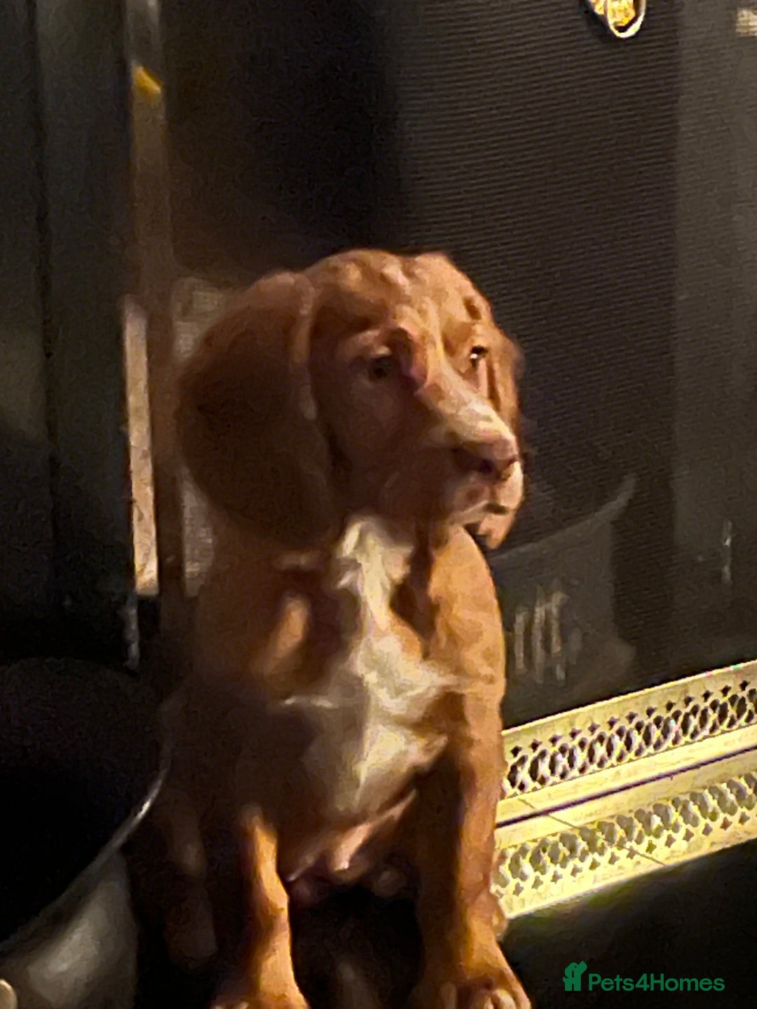 Cocker Spaniel dogs for sale: Working cocker spaniels  - Advert 9