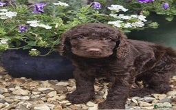 Labradoodle dogs for sale: Gorgeous Chocolate Baby Mini Labradoodle puppy  - Image 5