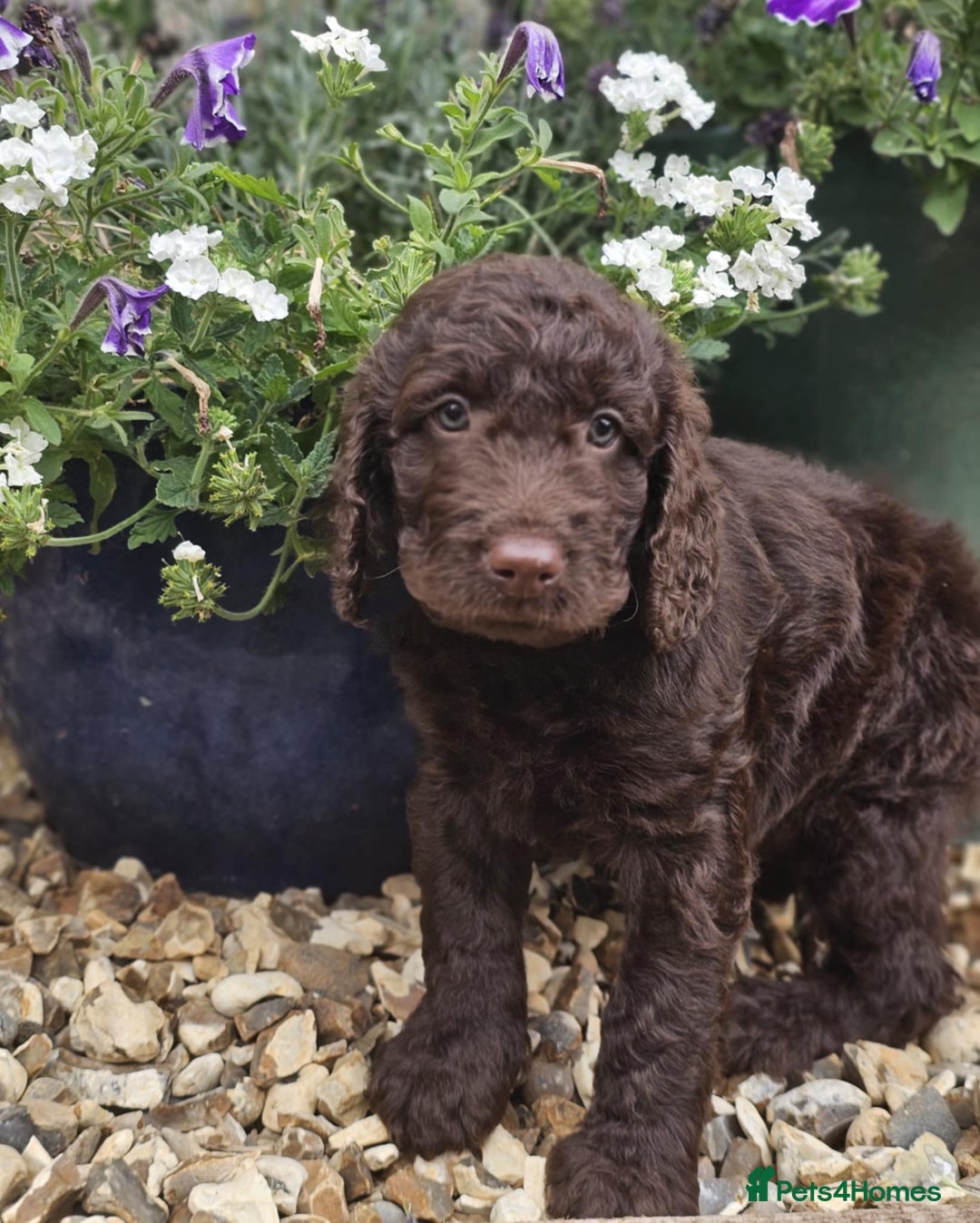 Labradoodle dogs for sale: Gorgeous Chocolate Baby Mini Labradoodle puppy  - Image 5