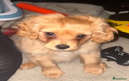 Mixed Breed dogs for sale: Cocker Spaniel X Pomeranian - Advert 5