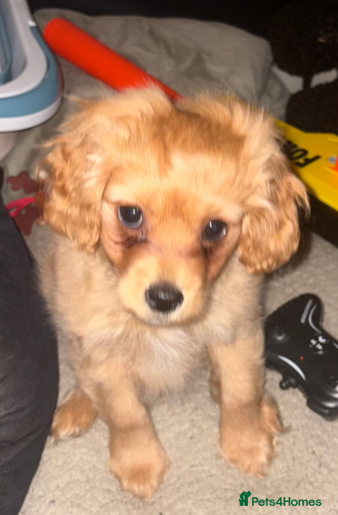 Mixed Breed dogs for sale: Cocker Spaniel X Pomeranian - Advert 5