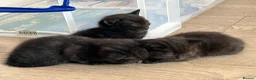 Domestic Shorthair cats for sale: Black Tabby Kittens and Tortoiseshell Kitten in Oldham - Advert 10