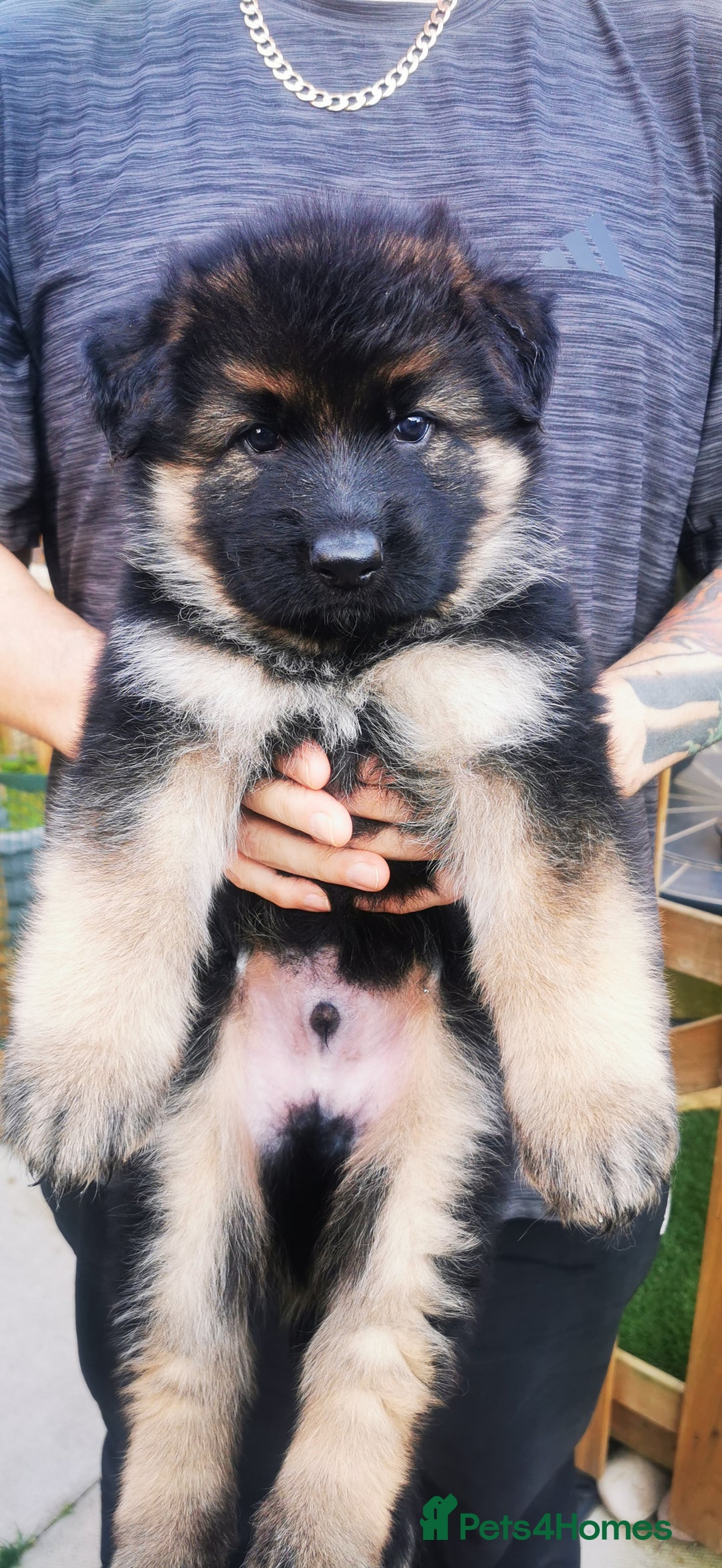 German Shepherd dogs for sale: German Shepherd Puppies from health tested parents - Image 5
