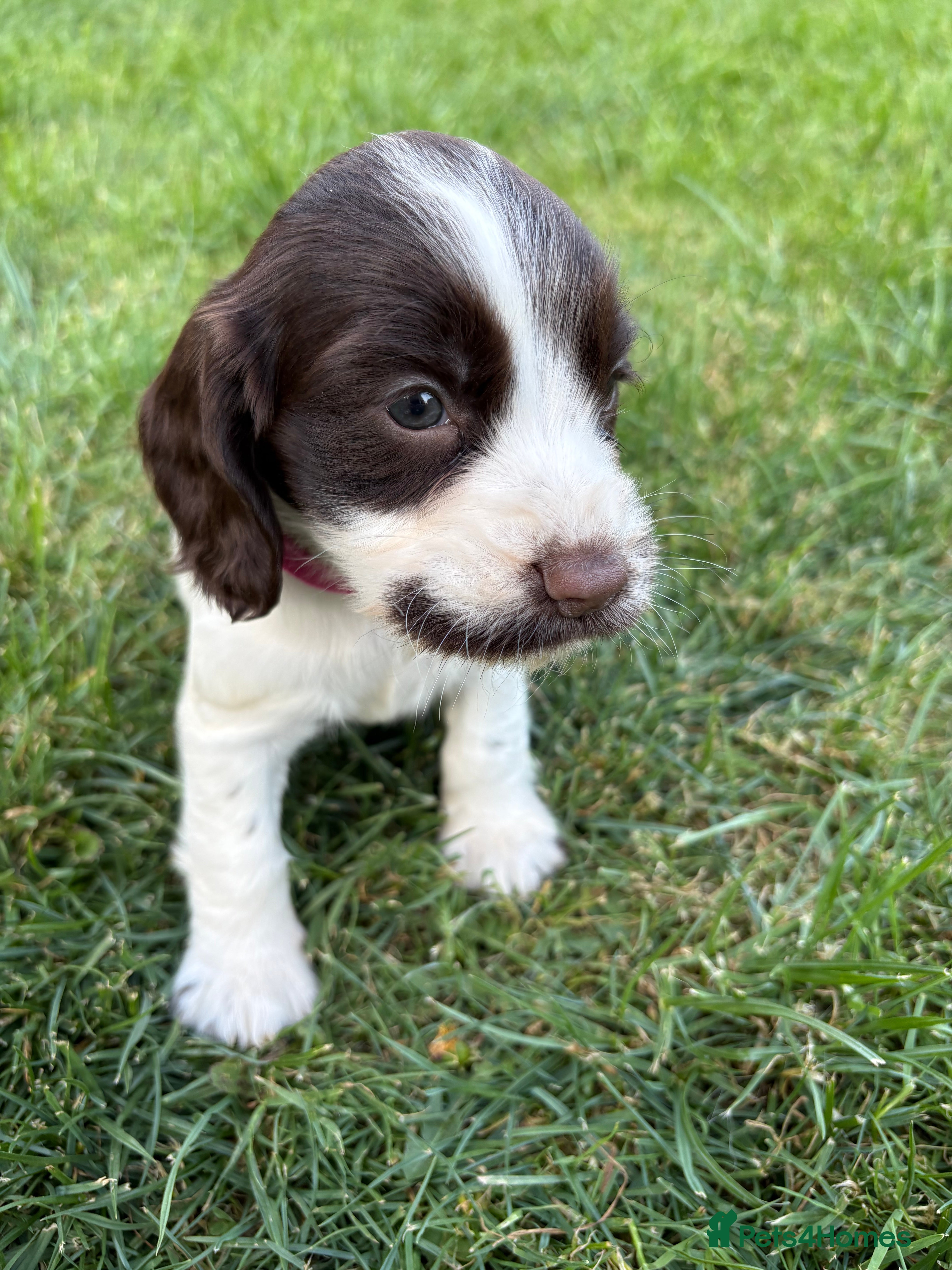 Cocker Spaniel dogs Beautiful Cocker spaniel puppies for sale - Advert 2