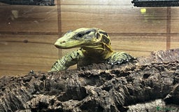 Monitor reptiles for sale: Yellow headed water monitor (cumingi) - Image 2
