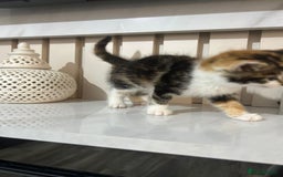 British Longhair cats for sale: Beautiful Fluffy Long-Haired British Tabby Kittens - Image 9