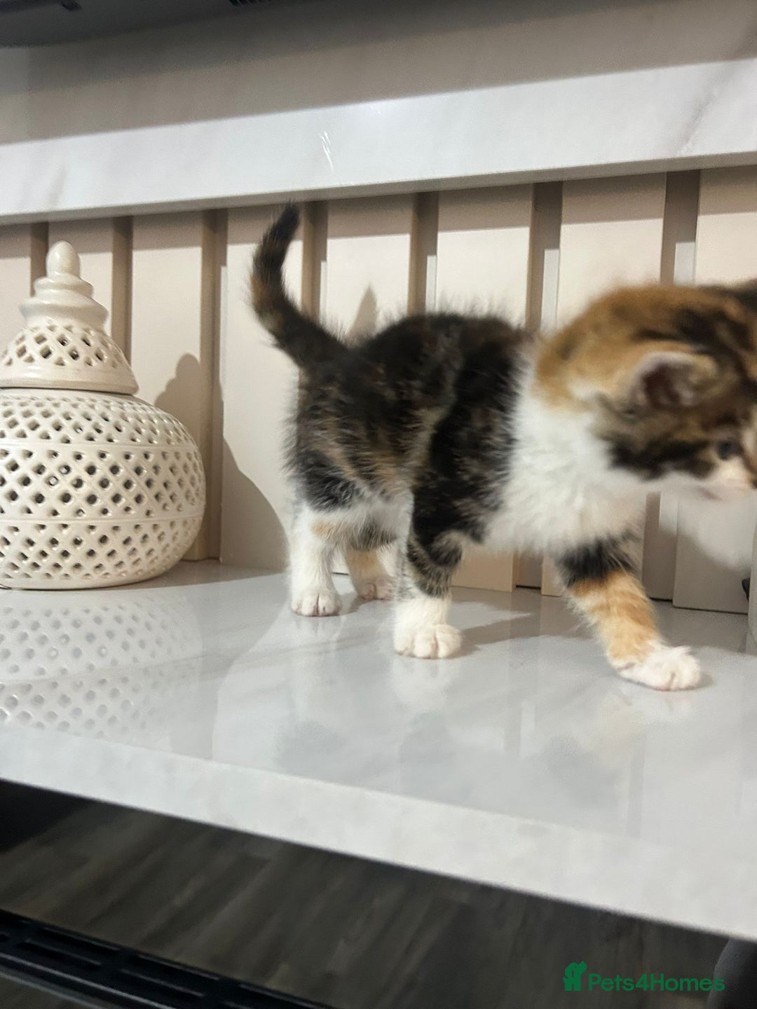 British Longhair cats for sale: Beautiful Fluffy Long-Haired British Tabby Kittens - Image 9