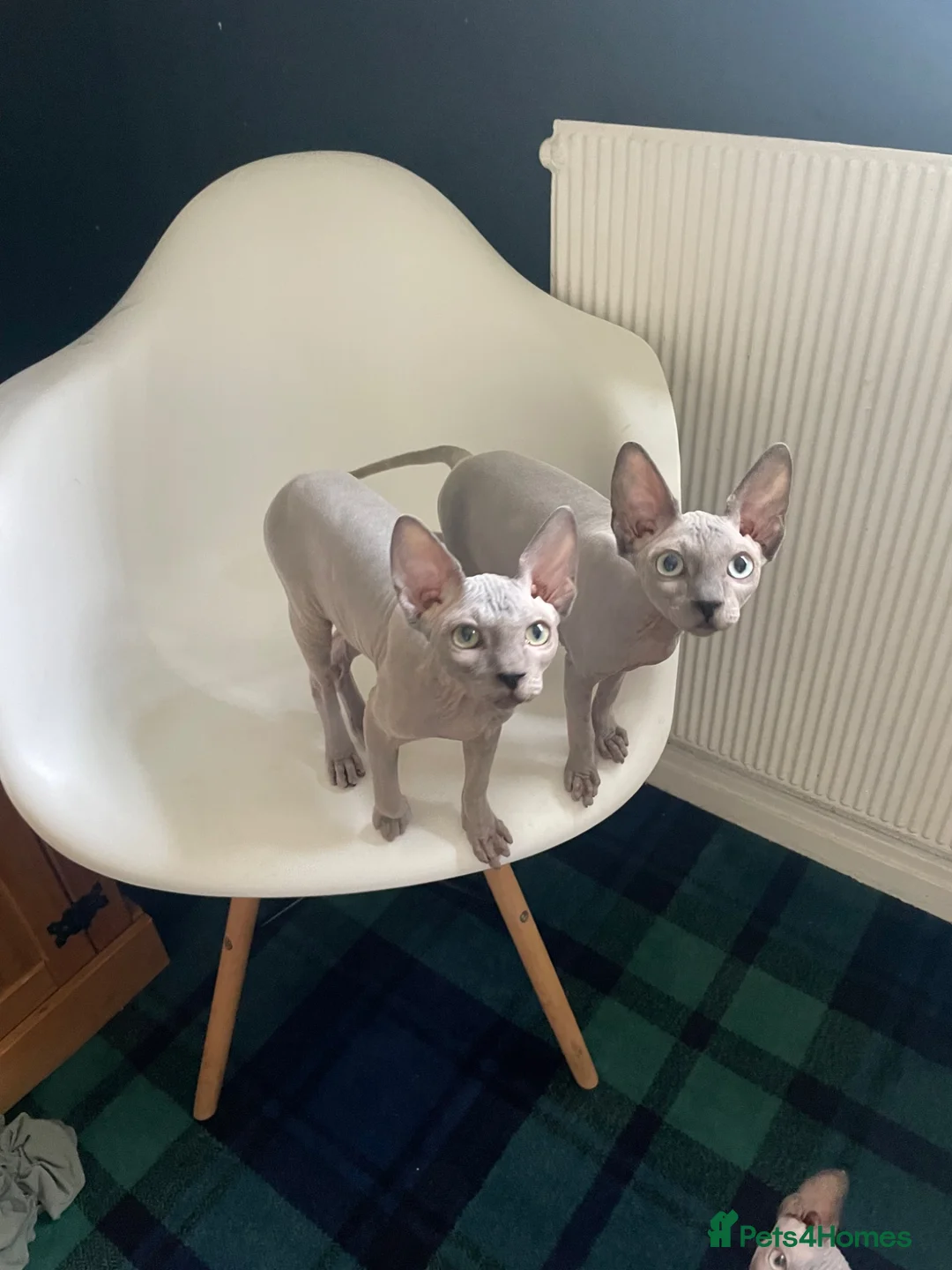 Sphynx cats for sale: Amazing Sphynx  - Advert 2