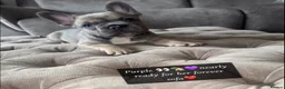 French Bulldog dogs for sale: L4 FLUFFY FRENCH BULLDOG PUPPIES — 2 AVAILABLE  - Advert 5
