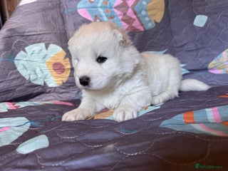 Samoyed dogs - Advert 2