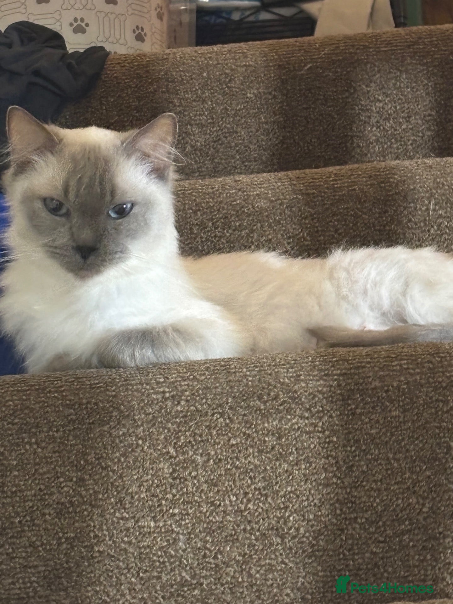 Ragdoll cats Ragdoll female 6 years tica and gccf, un neutered  - Advert 6