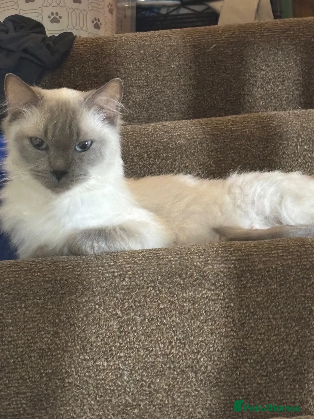Ragdoll cats for sale: Ragdoll female 6 years tica and gccf, un neutered  - Advert 2