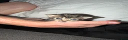 Domestic Shorthair cats for sale: Kittens - Advert 13