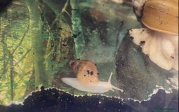 Snails invertebrates for sale: Giant African Land Snail Babies x 5  - Image 1