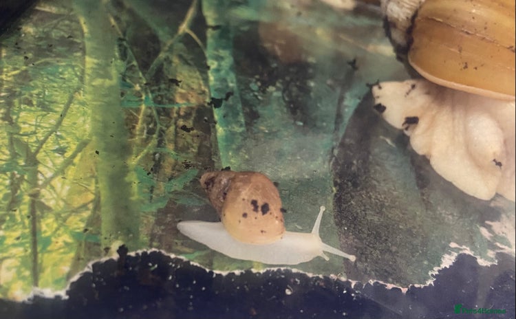 Snails invertebrates - Advert 4