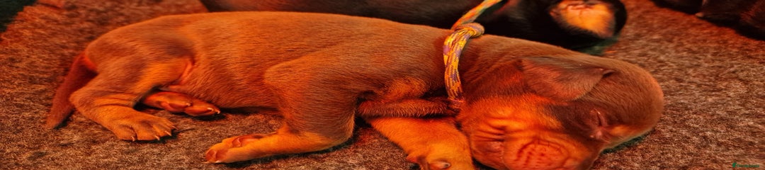 Purple and Yellow collar