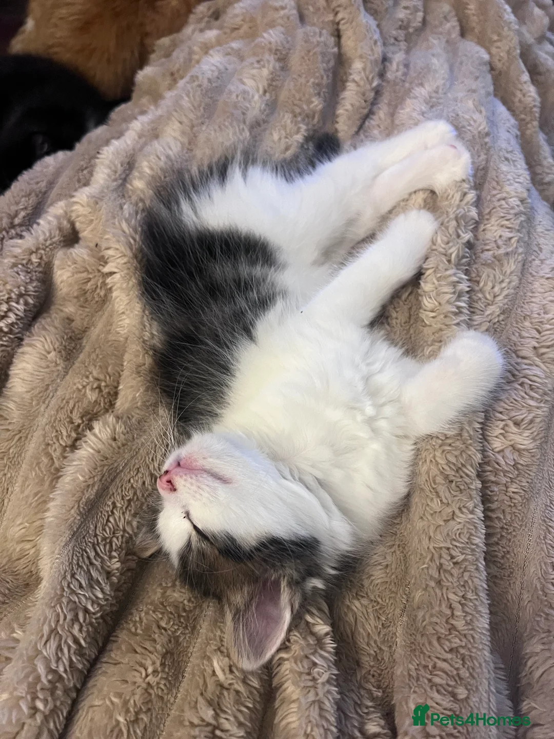 Mixed Breed cats for sale: Beautiful little male kitten  - Advert 2