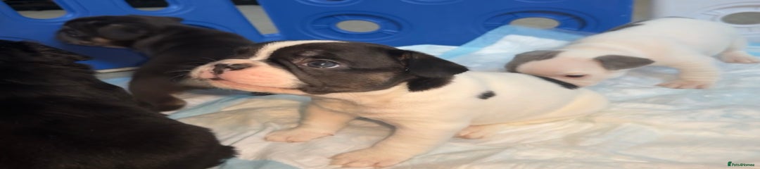 French Bulldog Puppy 1