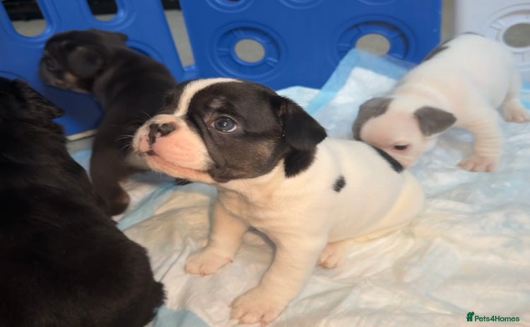 French Bulldog dogs - Advert 6