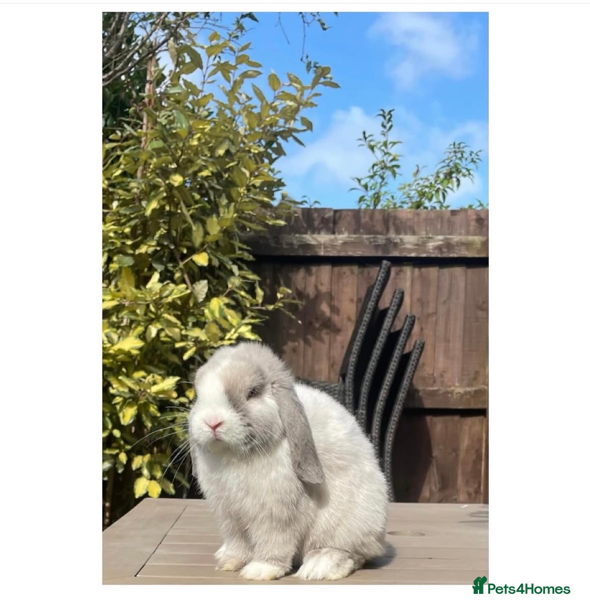 Mini Lop rabbits Beautiful mini lop bunnies for sale - Advert 10