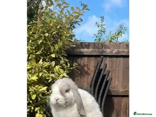 Mini Lop rabbits Beautiful mini lop bunnies for sale - Advert 10