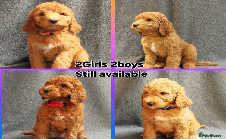 Mixed Breed dogs - Advert 2
