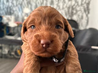 Doxiepoo dogs Stunning Doxiepoo Puppies for sale - Advert 6