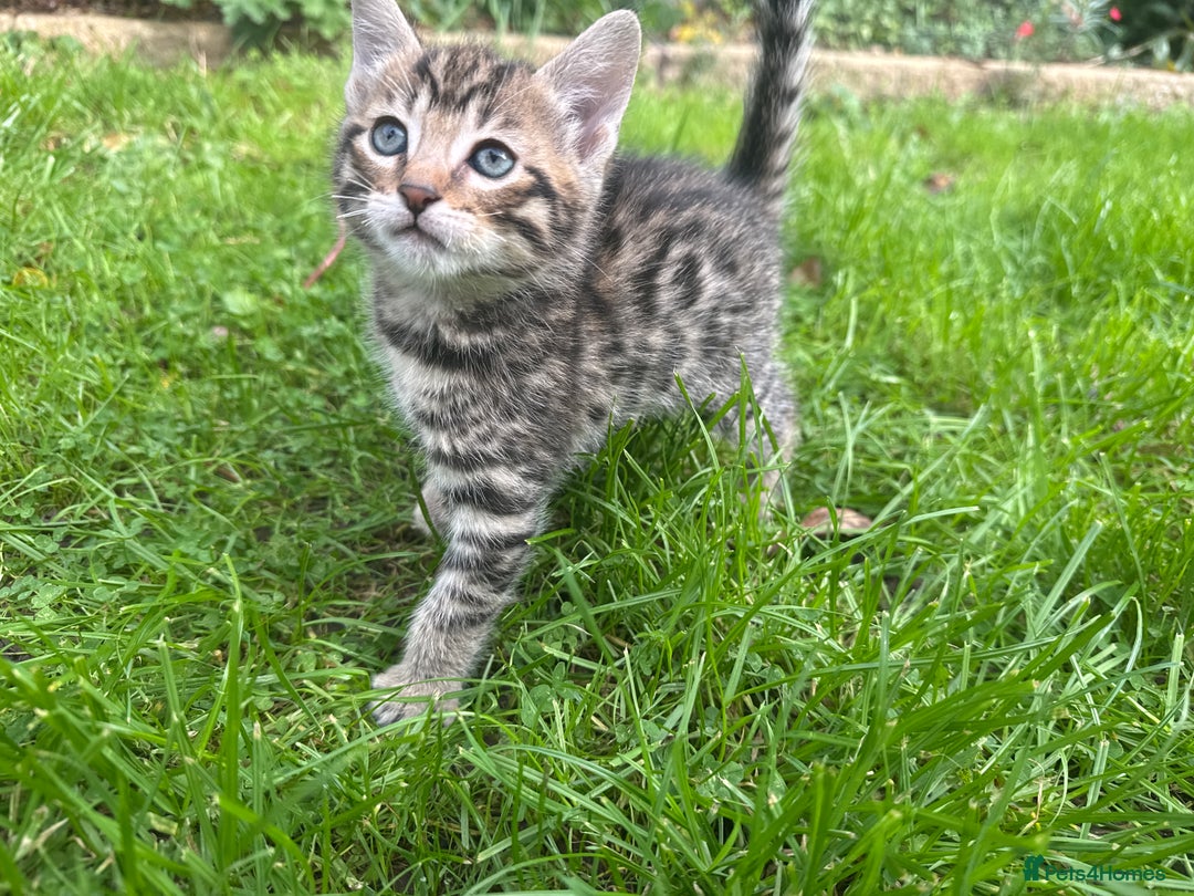 Bengal cats for sale: Bengal x Persian kittens - Image 9