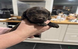 Cocker Spaniel dogs for sale: Cocker Spaniel Puppies - Image 4