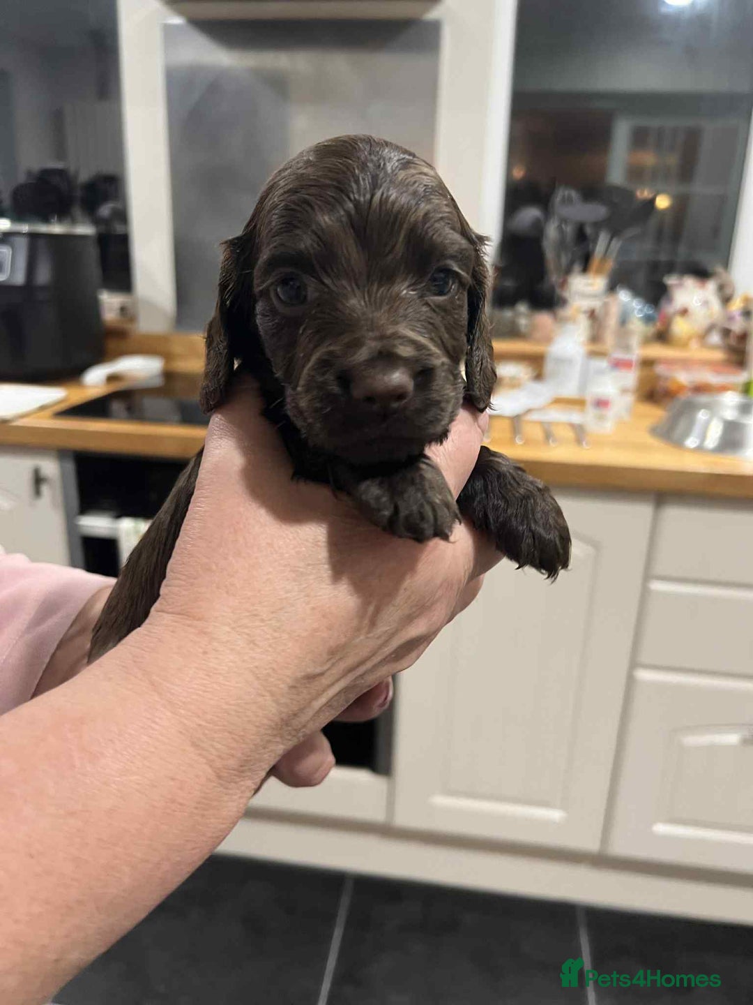 Cocker Spaniel dogs for sale: Cocker Spaniel Puppies - Image 4