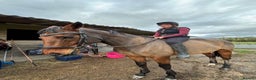 English Thoroughbred horses for sale: Super safe alrounder gelding  - Advert 6