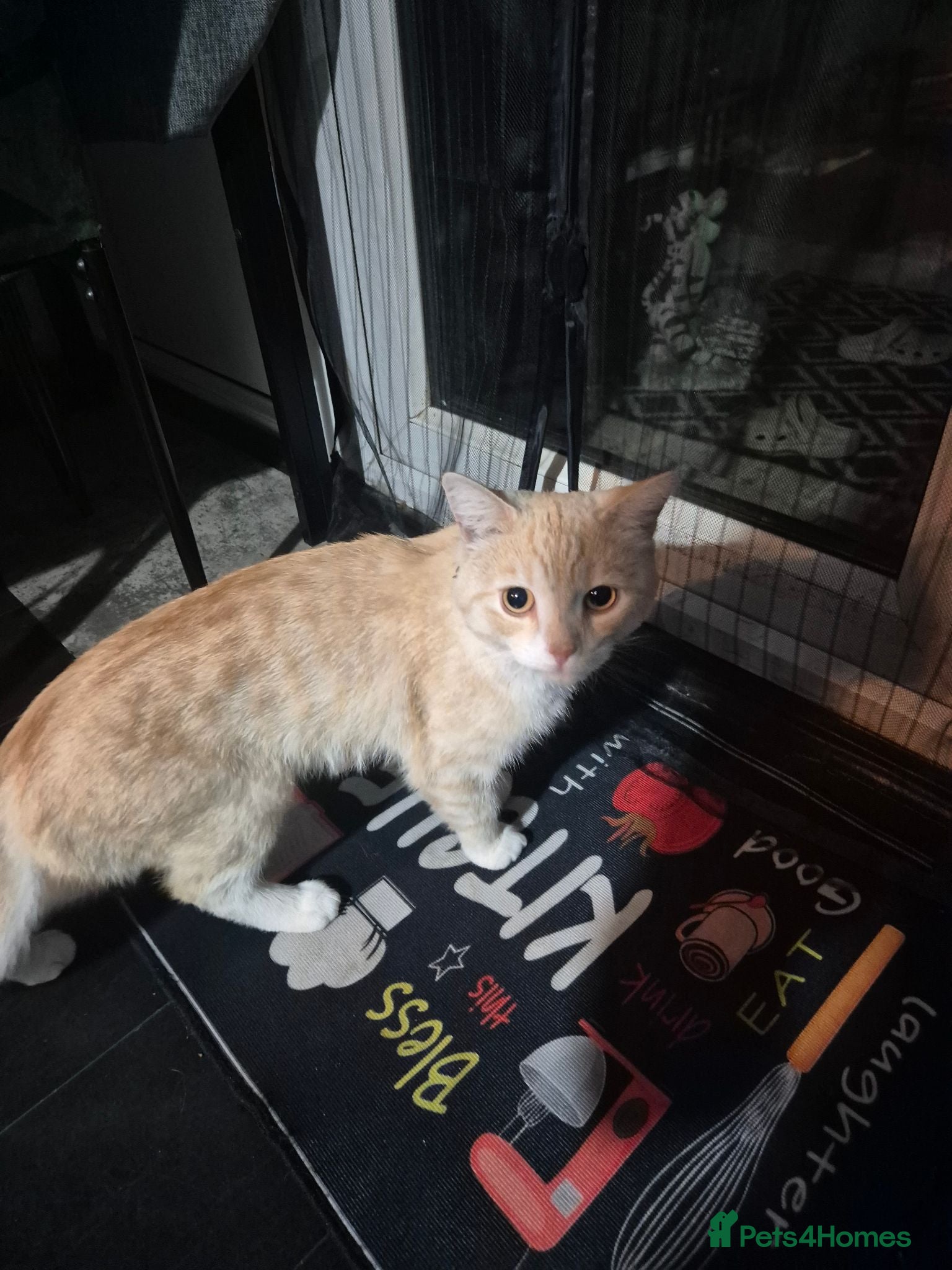 Mixed Breed cats Half persian half tortie cat - Advert 3