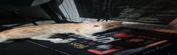 Mixed Breed cats for sale: Half persian half tortie cat - Advert 1