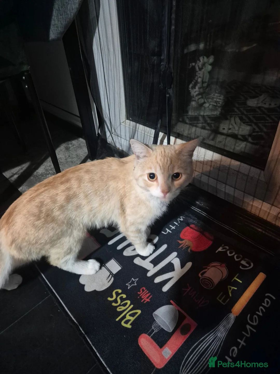 Mixed Breed cats for sale: Half persian half tortie cat - Advert 1