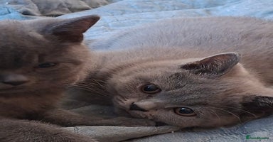 British Shorthair cats - Advert 9