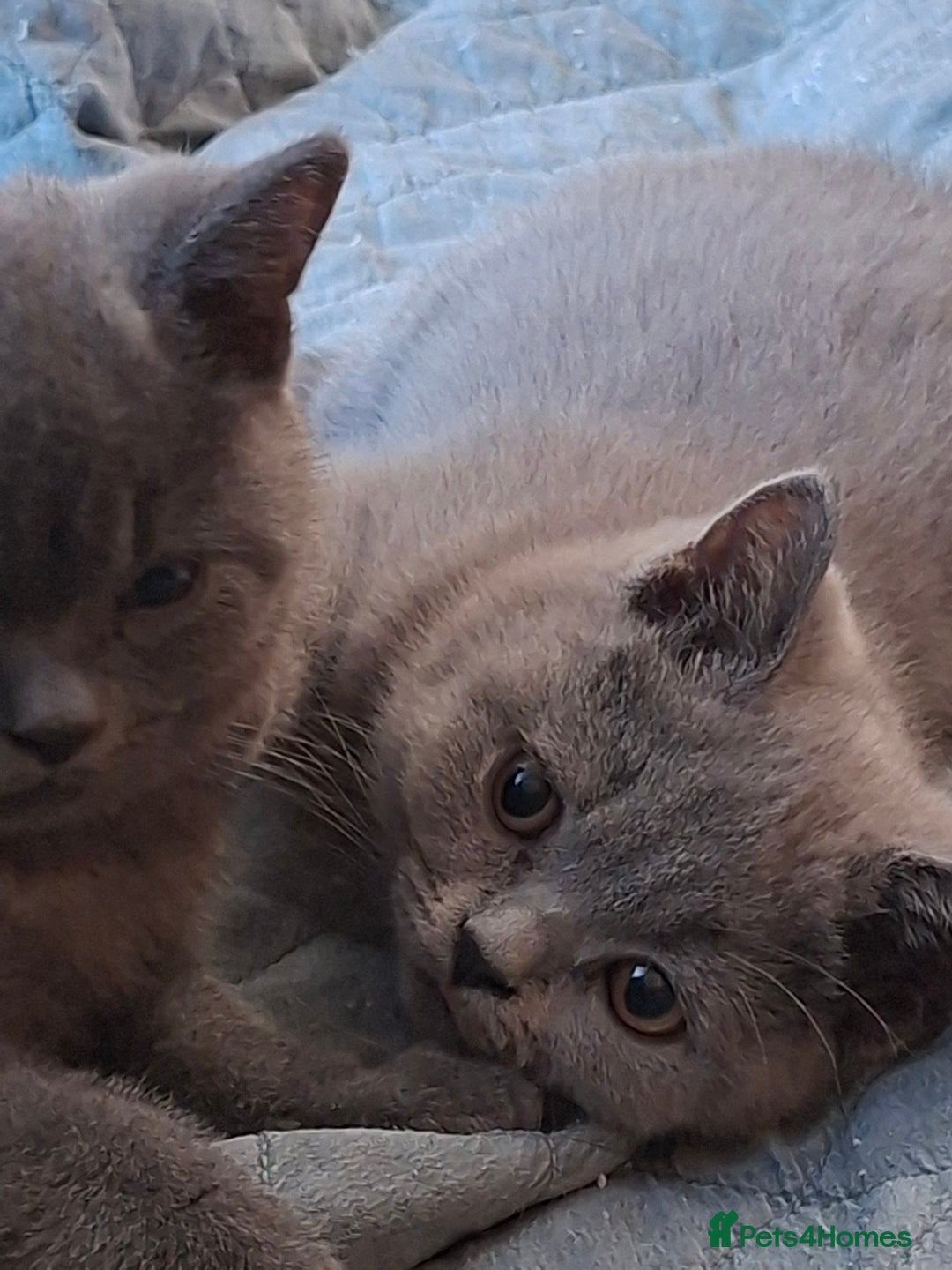 British Shorthair cats for sale: Pedigree British BSH girl for sale. Last one! - Image 2