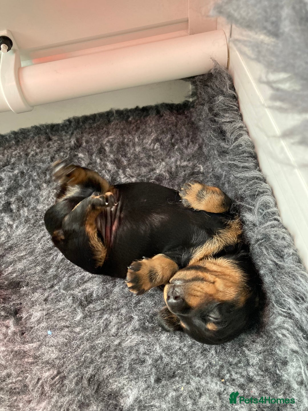 Dachshund dogs for sale: 2 miniature Dashhounds available  - Advert 5